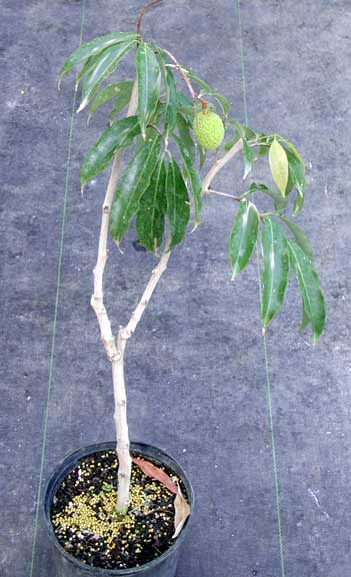 Lichi - Litchi Chinensis (90/110CM)