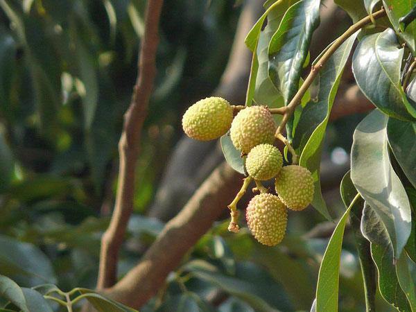 Lichi - Litchi Chinensis (80/100CM)