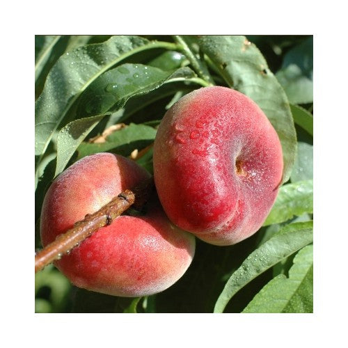 Paraguayo - Prunus persica var. platycarpa (90/100cm)