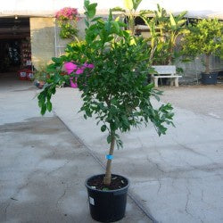 Naranjo Moruno - Citrus Myrtifolia (80/110CM)