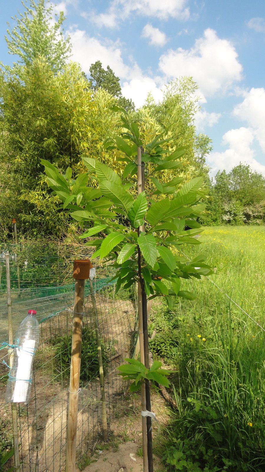Castaño - Castanea