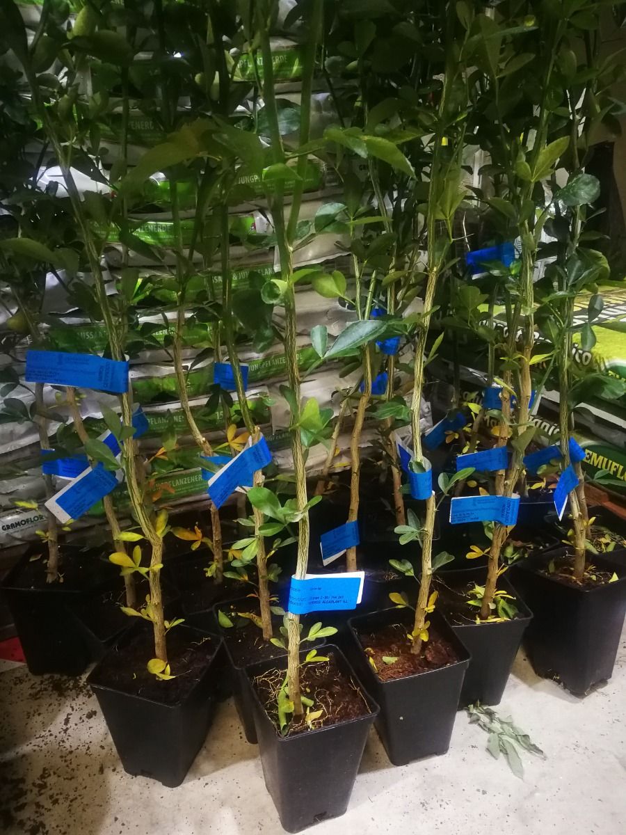 Citrus Forner Alcaide 5