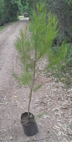 Pino De Alepo - Pino Halapensis