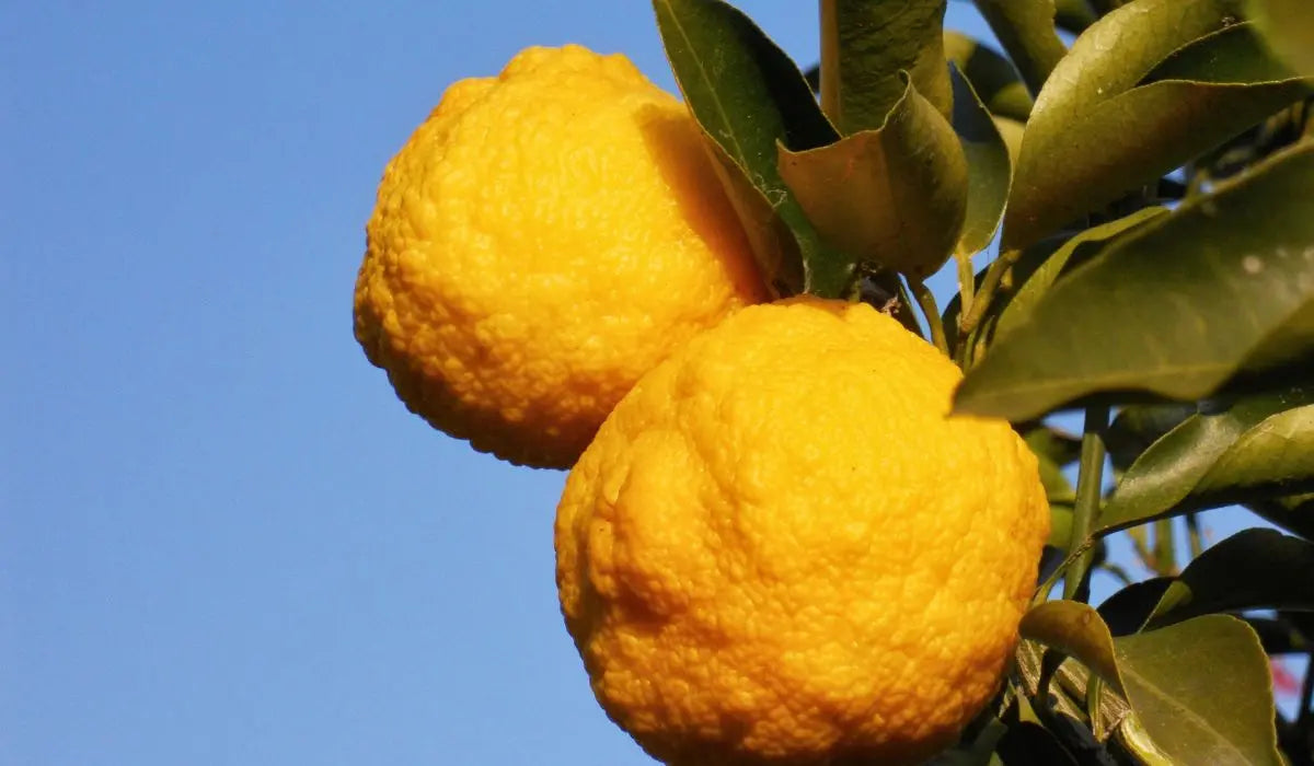Limonero Yuzu - Citrus Junos (80/100cm)