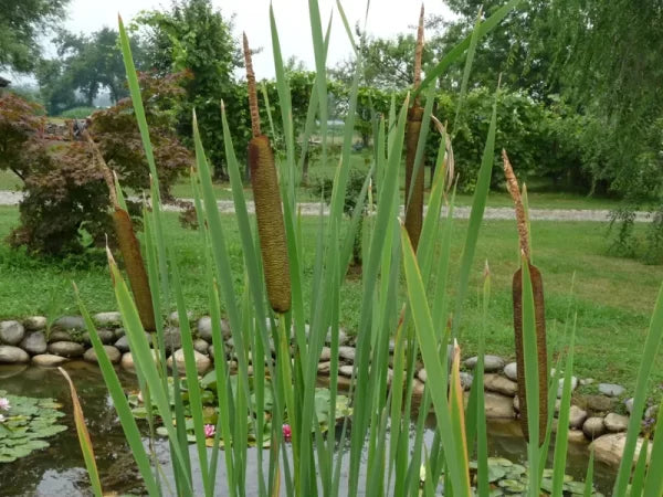 Espadaña - typha latifolia (30 - 40Cm)