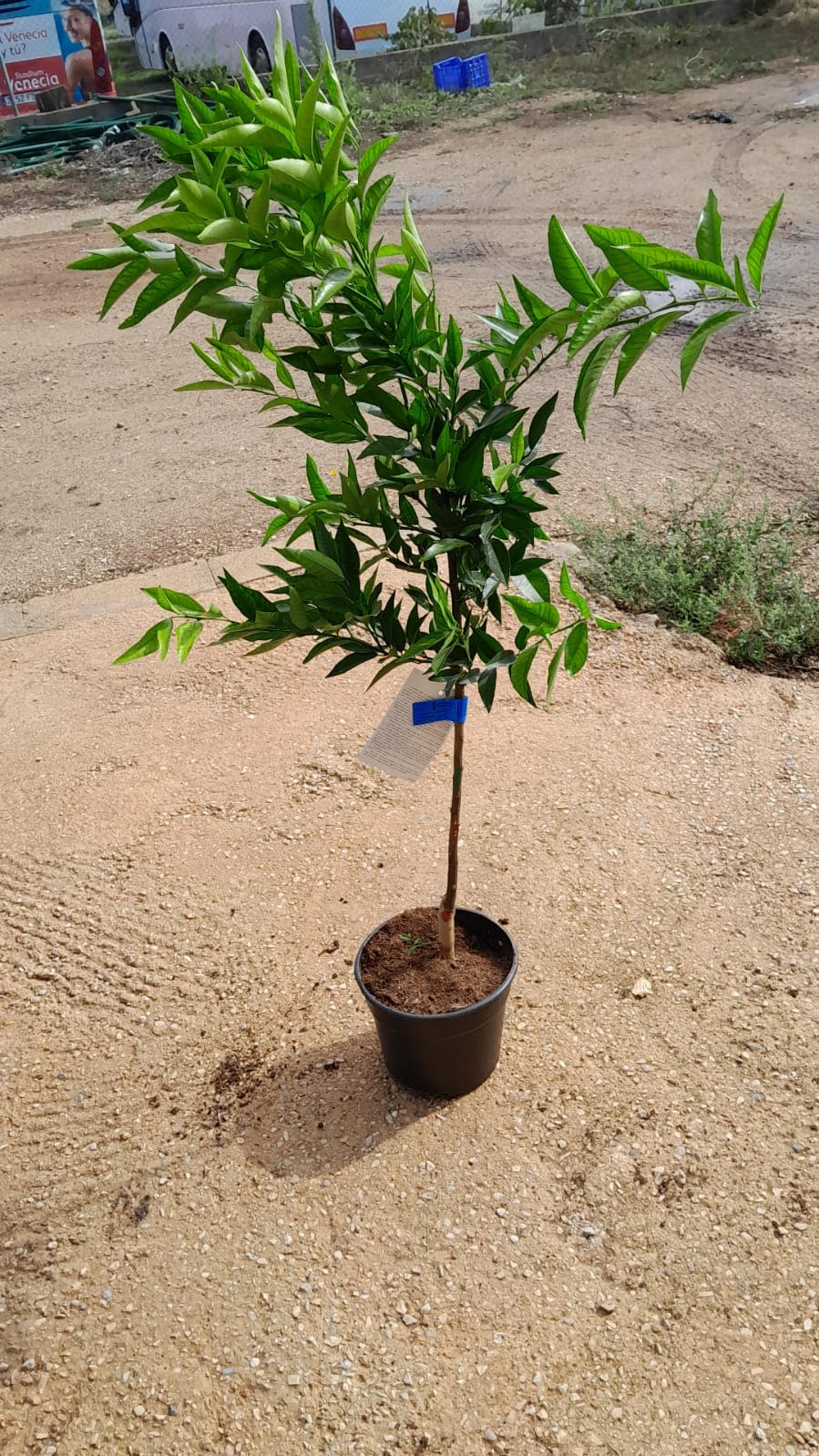 Mandarino Común - Citrus Deliciosa (60/100cm)