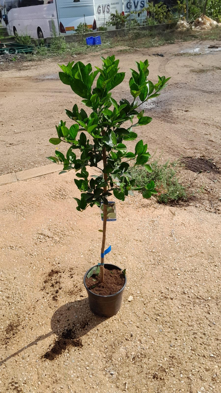 Limonero - Citrus Limon (80/120CM)