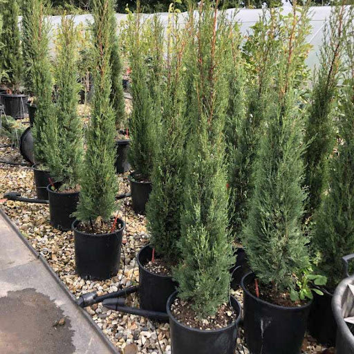 Cipres - Cupressus Semperviren