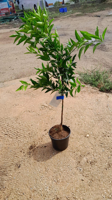 Mandarino - Citrus Reticulata (80/120CM)