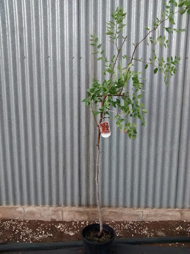 Azufaifo - Ziziphus Jujuba (90/160CM)