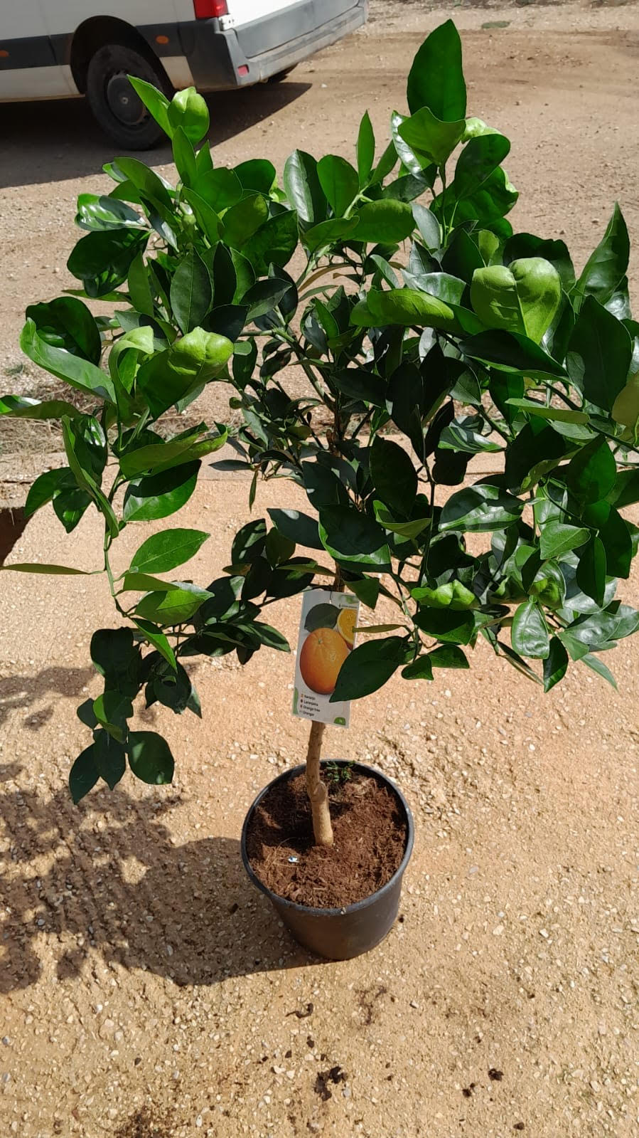 Naranjo - Citrus Sinensis (80/120CM)