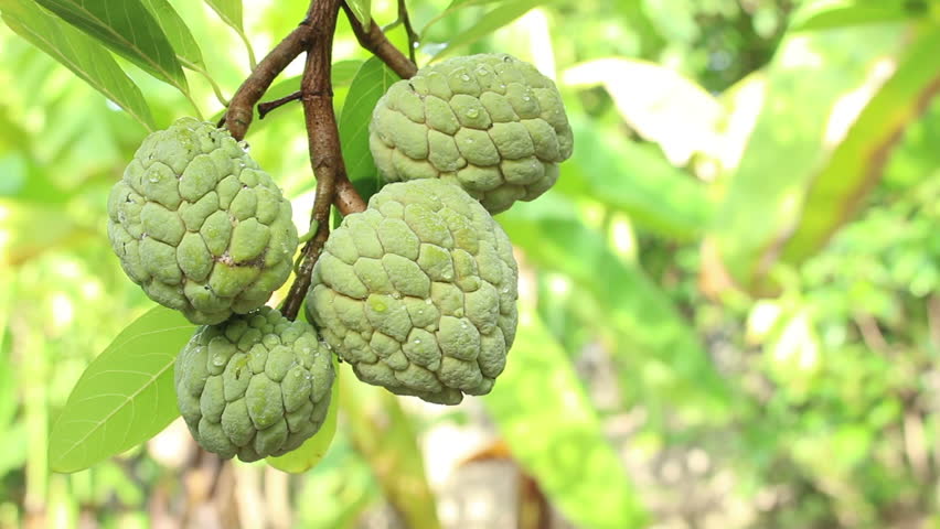Chirimoyo - Annona Cherimola (90/120CM)
