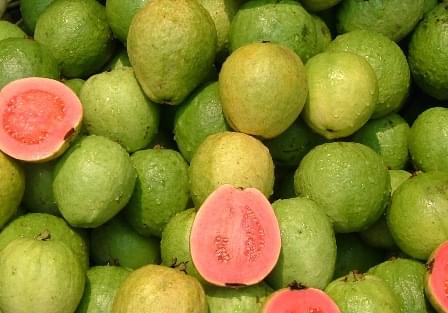 Guayabo Cattley - Psidium Catteianum (100/130CM)