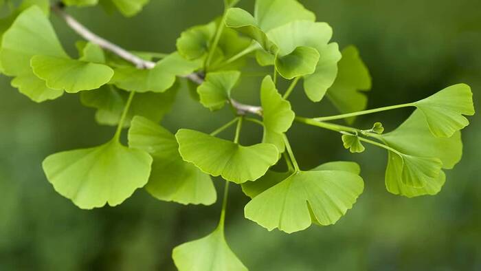 Árbol De Los Cuarenta Escudos - Ginkgo Biloba (90/120CM)