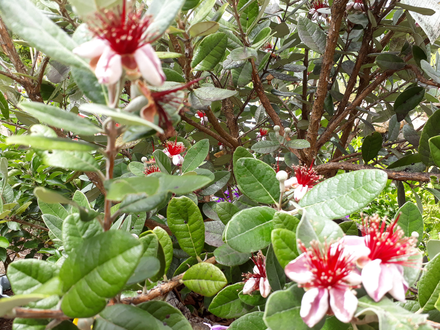 Feijoa - Acca Sellowiana (90/110CM)