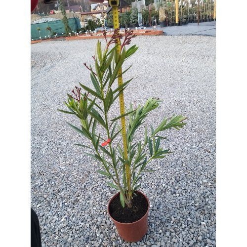 Adelfa - Nerium Oleander
