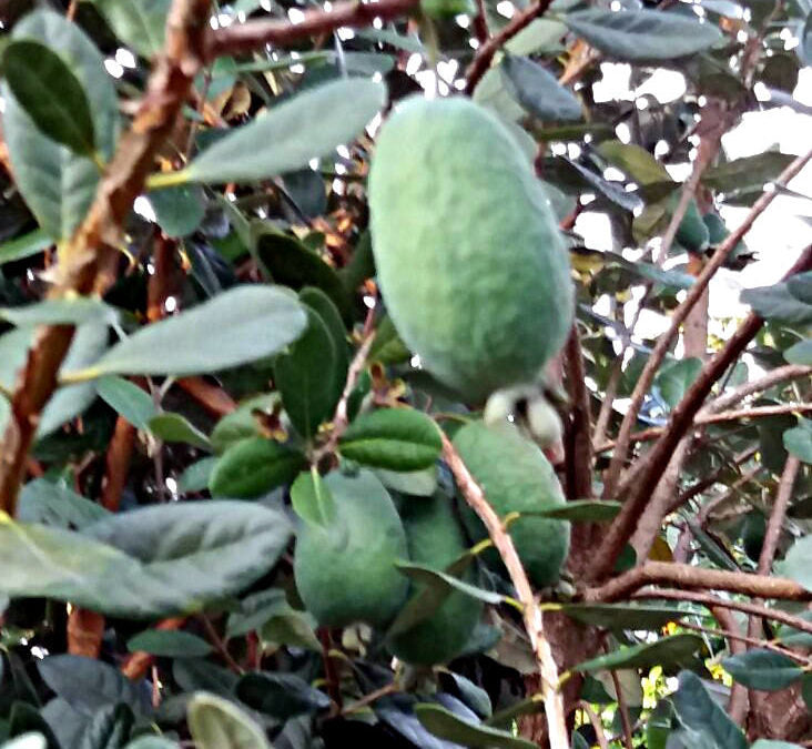 Feijoa - Acca Sellowiana (90/110CM)
