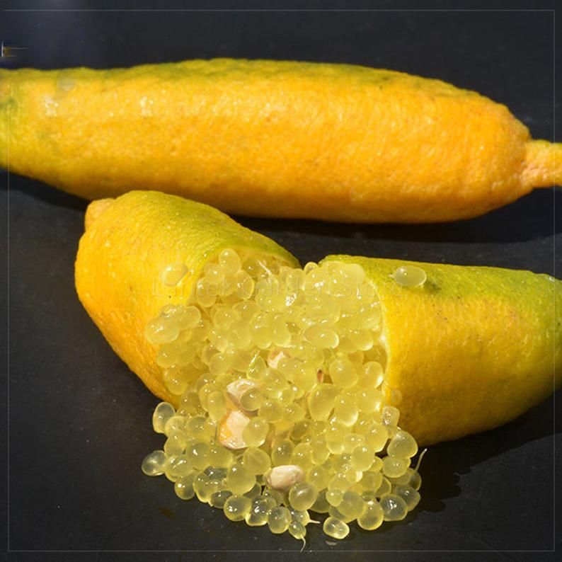Citron Caviar Faustrime (90/110cm)