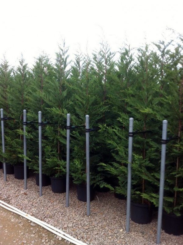 Cipre Leylandii 2001 - Cupressocyparis (110/140CM)