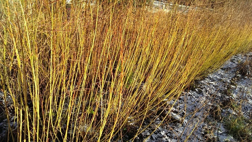 Mimbre - Salix Purpurea