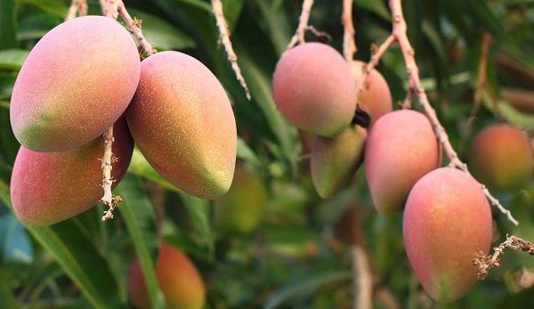 Mango - Mangifera Indica (90/110CM)