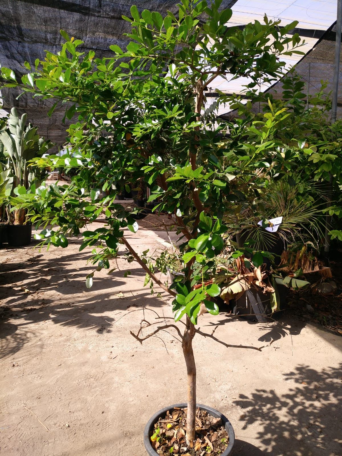 Guayabo Cattley - Psidium Catteianum (100/130CM)