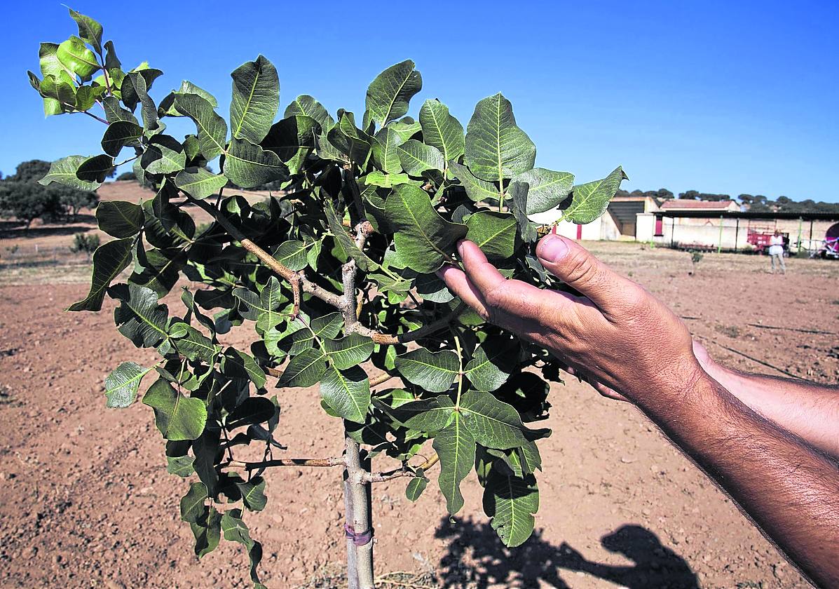 Pistacho - Pistacia Vera (90/110CM)