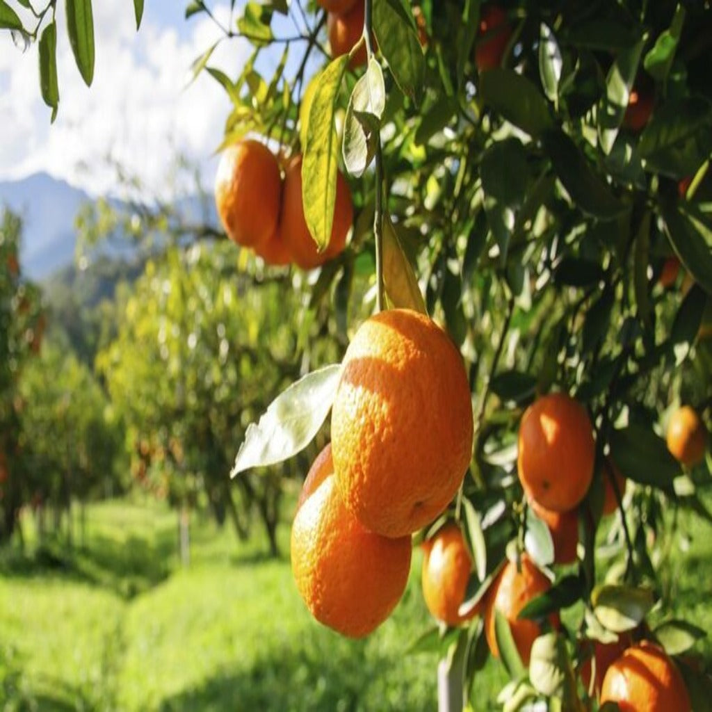 Mandarino - Citrus Reticulata (80/120CM)