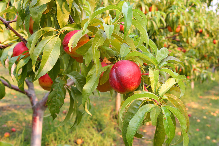 Nectarina - Prunus Persica Var Nucipersica (90/150CM)