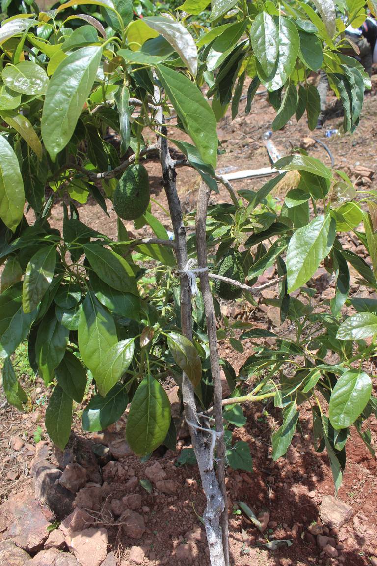 Aguacate - Persea Americana (90/120CM)
