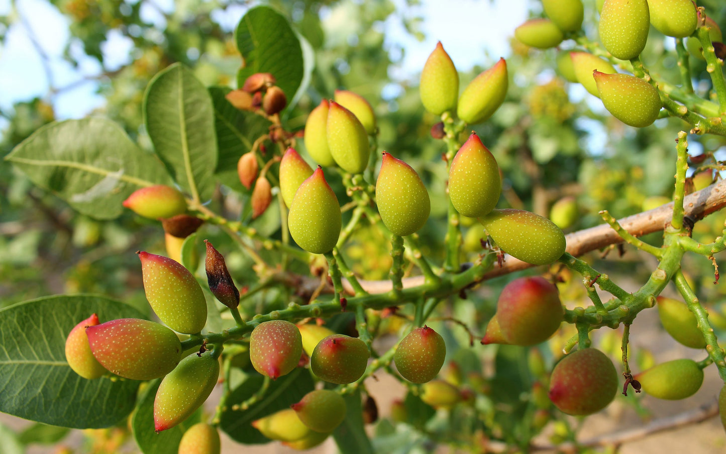 Pistacho - Pistacia Vera (90/110CM)