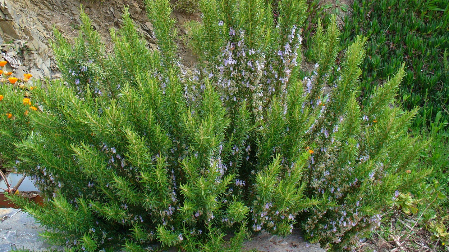 Romero - Rosmarinus Officinalis