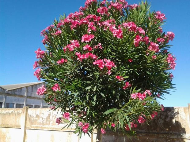 Adelfa - Nerium Oleander