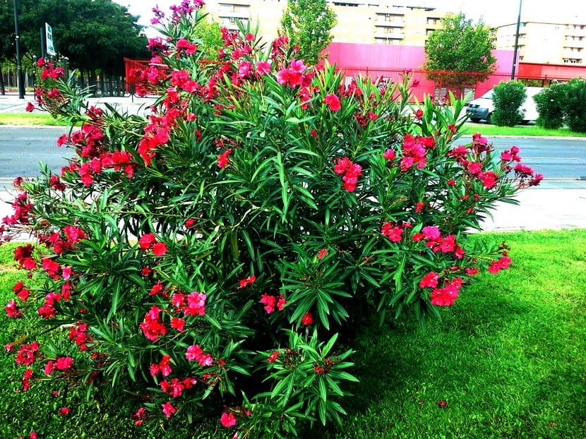 Adelfa - Nerium Oleander
