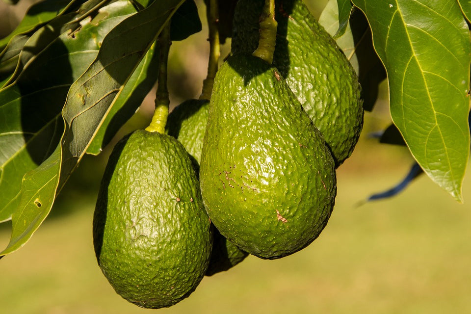 Aguacate - Persea Americana (90/120CM)