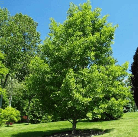 Árbol De Los Cuarenta Escudos - Ginkgo Biloba (90/120CM)