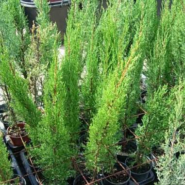 Cipres - Cupressus Semperviren