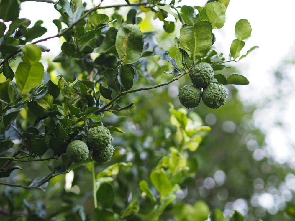 Lima Kaffir - Citrus Hystrix
