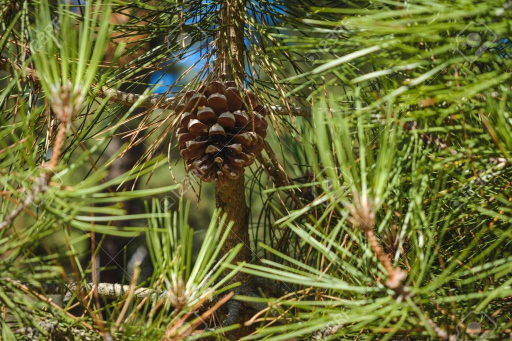 Pino Piñonero - Pinus Pinea