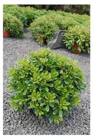 Pitòspor - Pittosporum Tobira