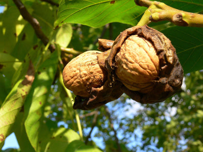 Nogal - Juglans Regia