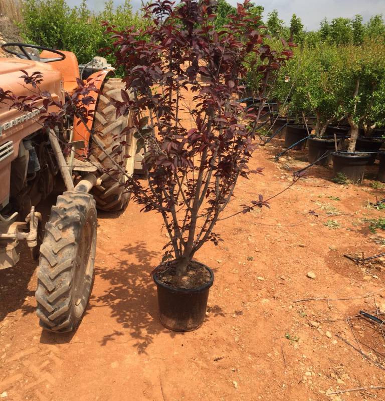 Cerezo De Jardin - Prunus Pisardi