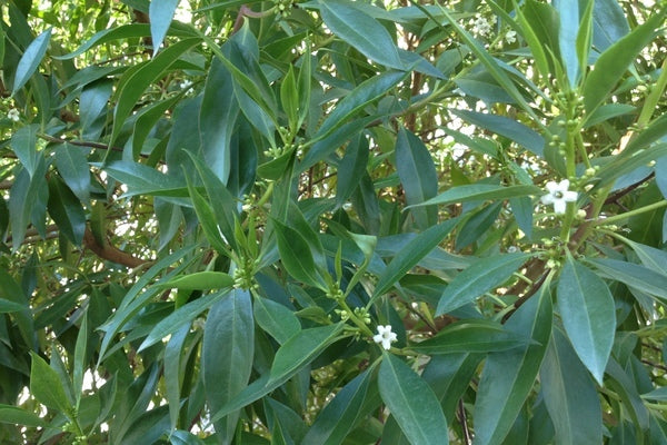 Siempreverde - Myoporum laetum
