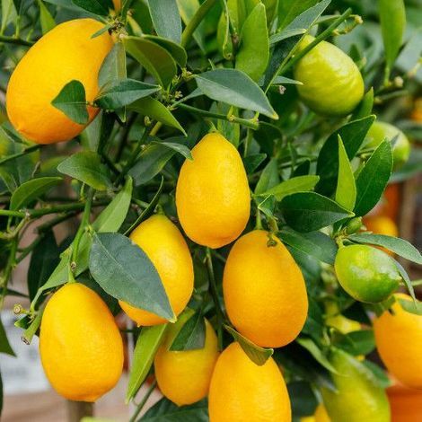 Limequat - Citrofortunella Floridana (80/100CM)