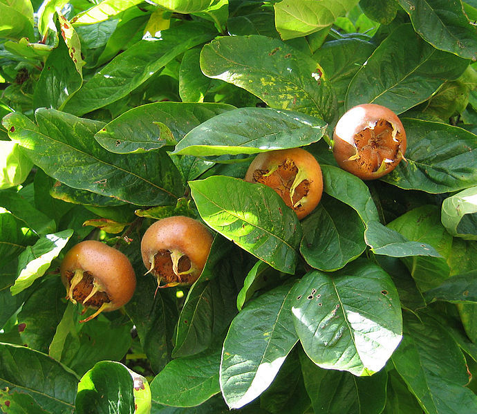 Níspero - Mespilus Germanica (90/150CM)