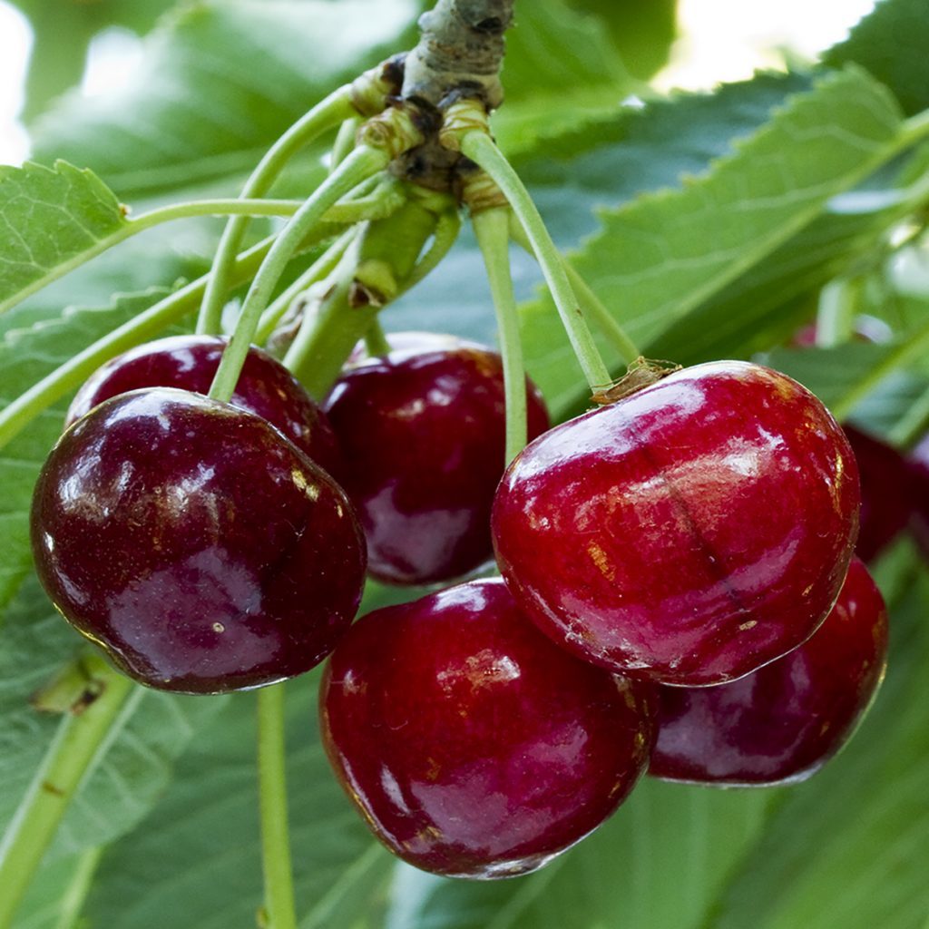 Cerezo - Prunus Avium (90/160CM)