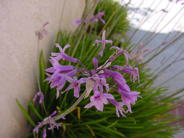Tulbagia - Tulbaghia Violacea