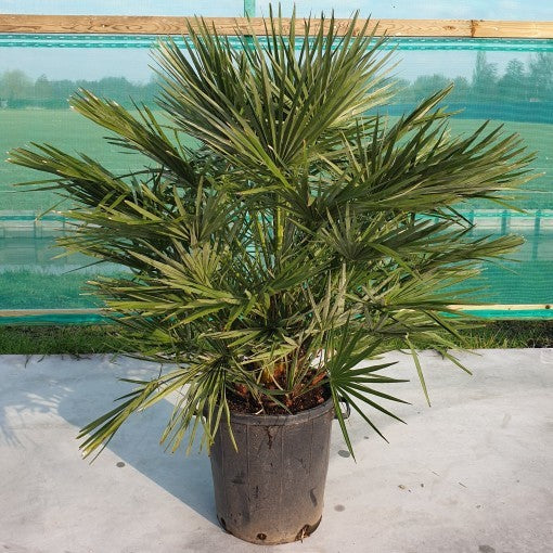 Palmito - Chamaerops Humilis