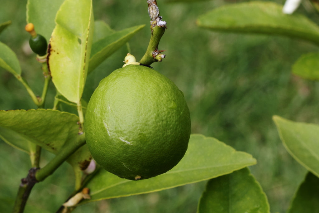 Lima Bears - Citrus Latifolia (80/110cm)