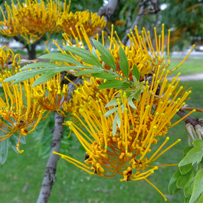 Roble Australiano - Grevillea Robusta (60/80CM)